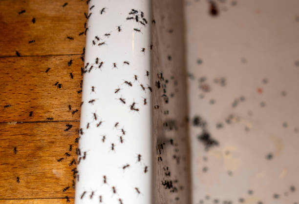 Best Pest Prevention Services  in Pittsfield, IL