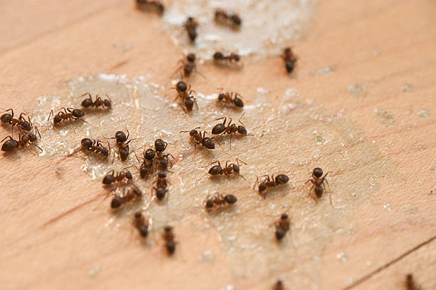 Pittsfield, IL Pest Control Company